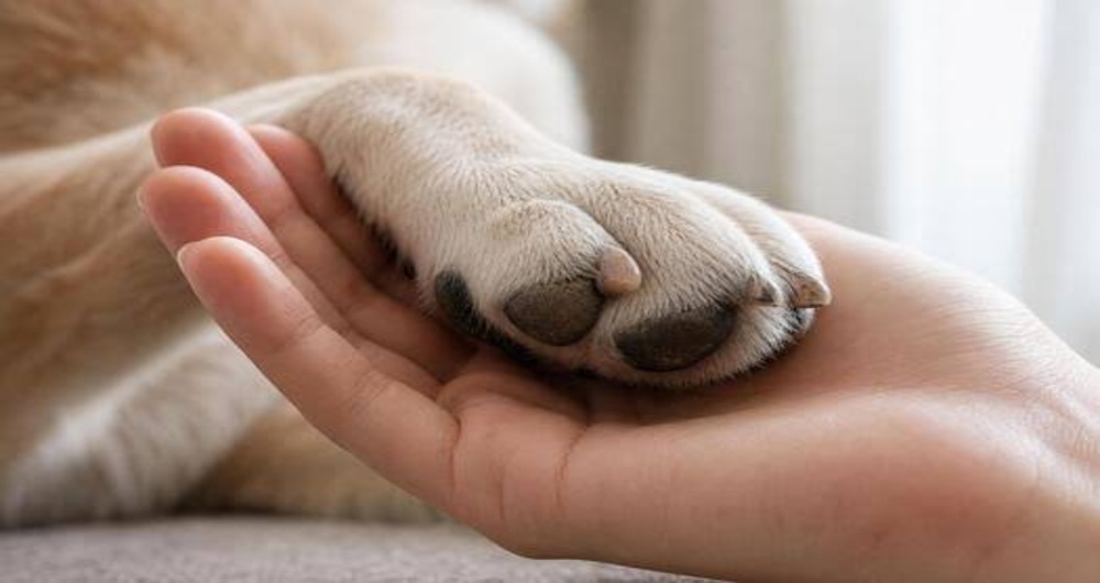 Dog Paw Care in Monsoon: How to Prevent Infections and Irritation