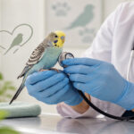 Bird Vet in Hyderabad: When Should You Visit?
