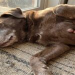 Lipoma in Dogs: Causes, Symptoms, and Treatment Options