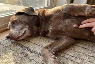 Lipoma in Dogs: Causes, Symptoms, and Treatment Options