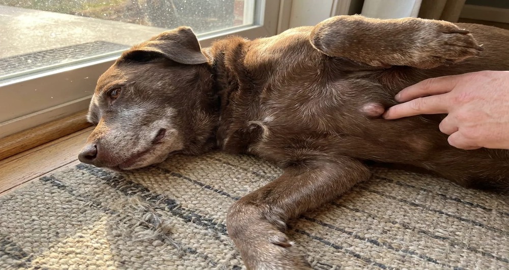 Lipoma in Dogs: Causes, Symptoms, and Treatment Options