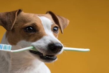 How to Brush Your Dog’s Teeth at Home