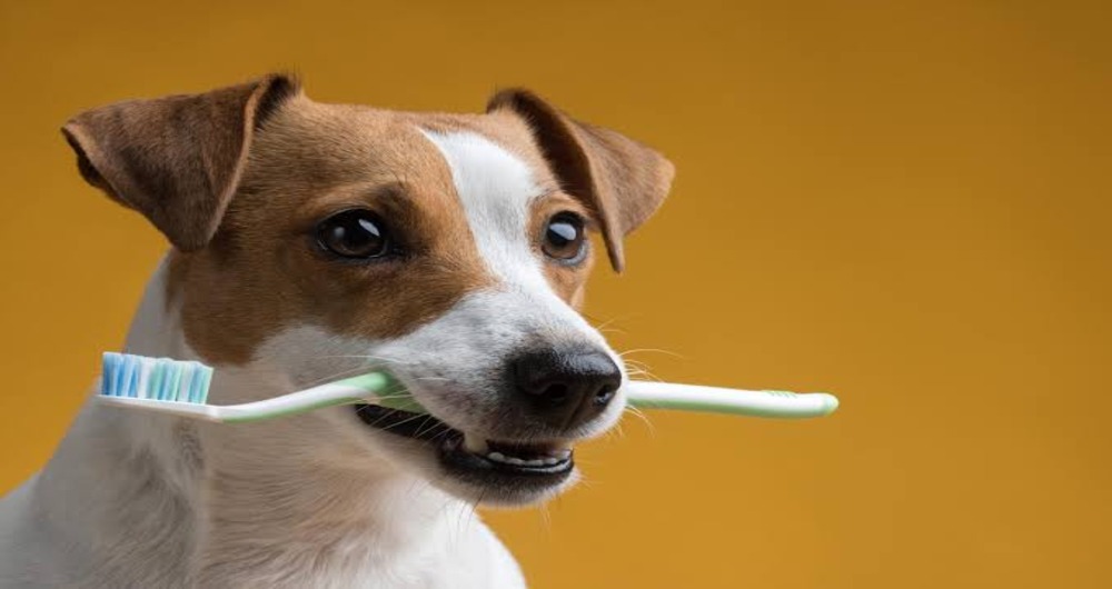 How to Brush Your Dog’s Teeth at Home
