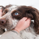 Eye Infection in Dogs: Causes, Symptoms, and Treatment