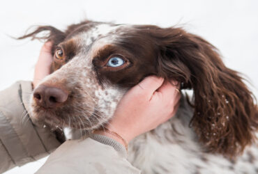 Eye Infection in Dogs: Causes, Symptoms, and Treatment
