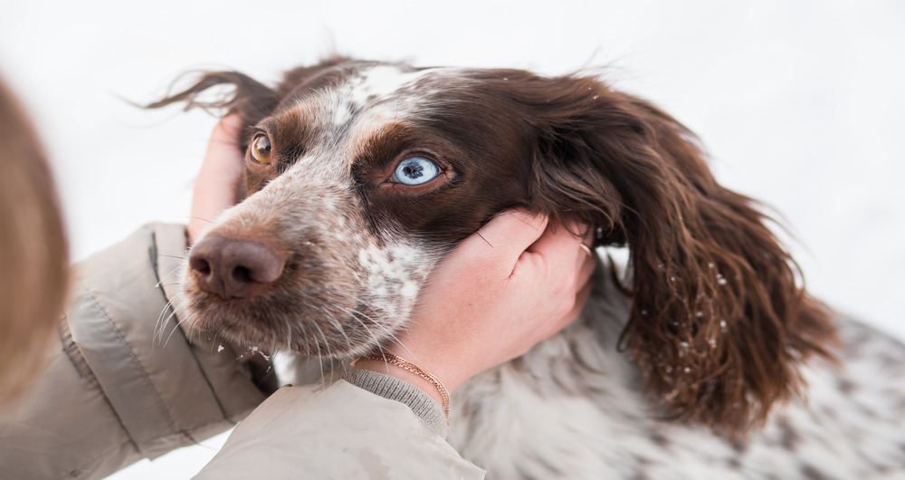 Eye Infection in Dogs: Causes, Symptoms, and Treatment