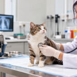 Respiratory Problems in Cats