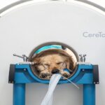 Does Your Dog or Cat Need a CT Scan?