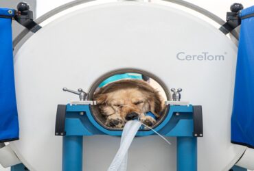 Does Your Dog or Cat Need a CT Scan?