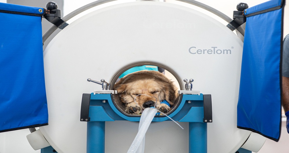 Does Your Dog or Cat Need a CT Scan?